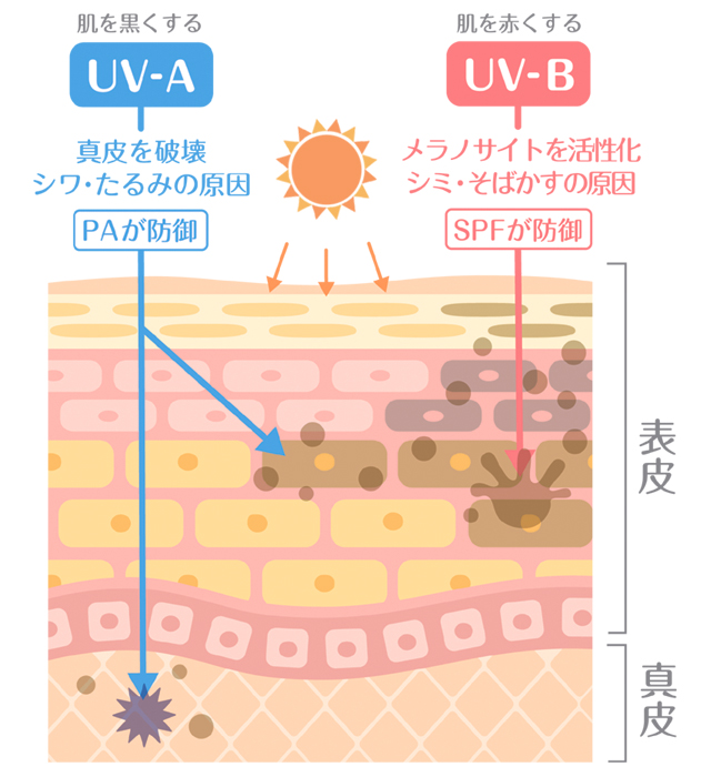 UV Wプロテクトミルク